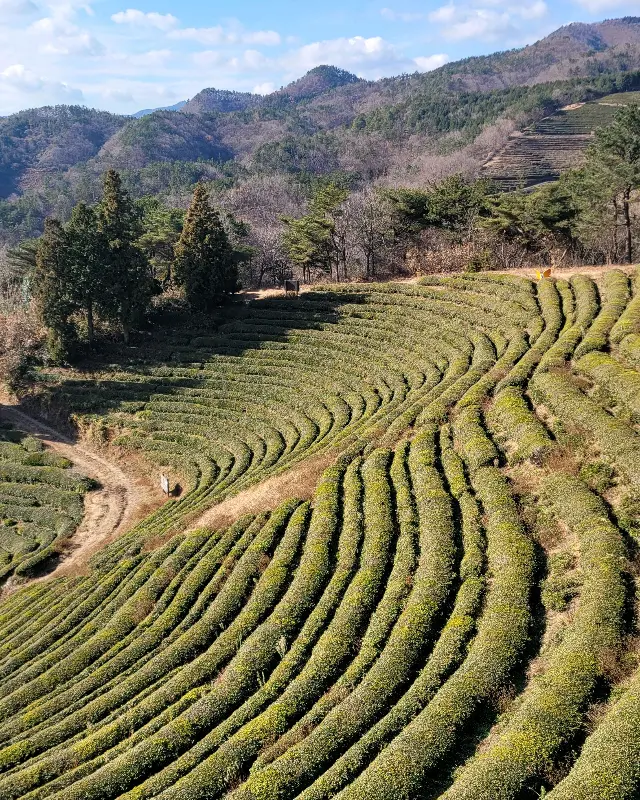 보성의 아름다운 녹차밭