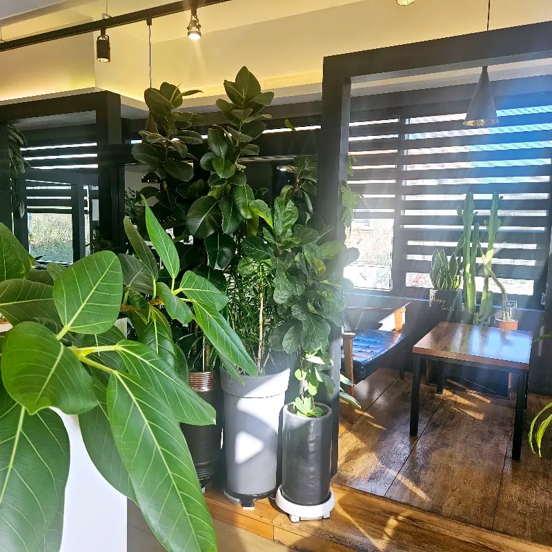 카페 내부, 다양한 식물과 좌석들이 조화롭게 배치되어 있다.