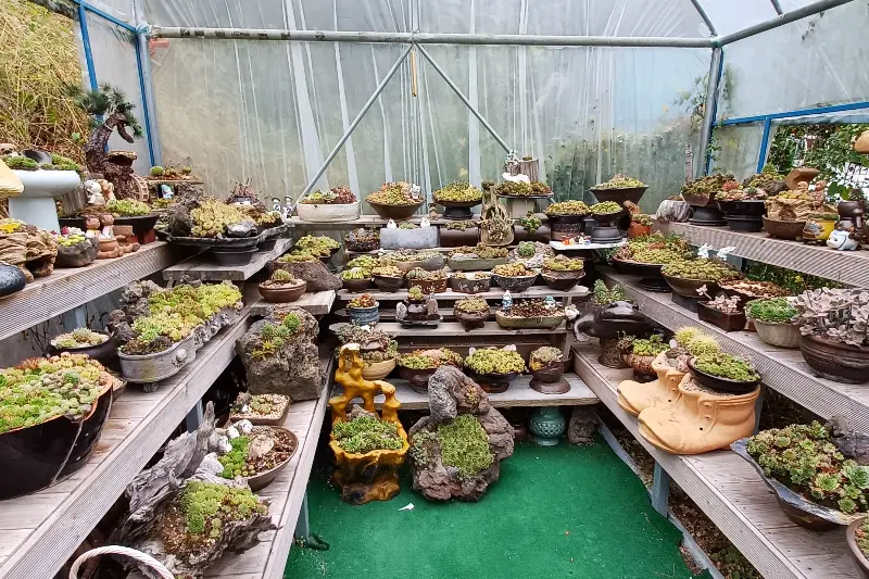 다양한 다육이들이 가득한 다육이 하우스