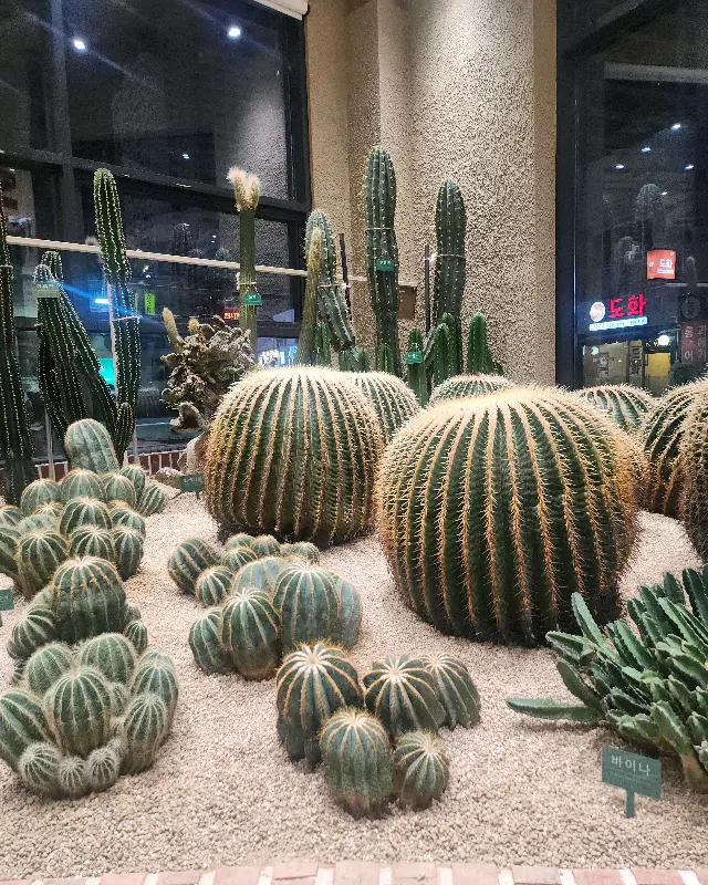 카페 내부에 전시된 다양한 선인장들
