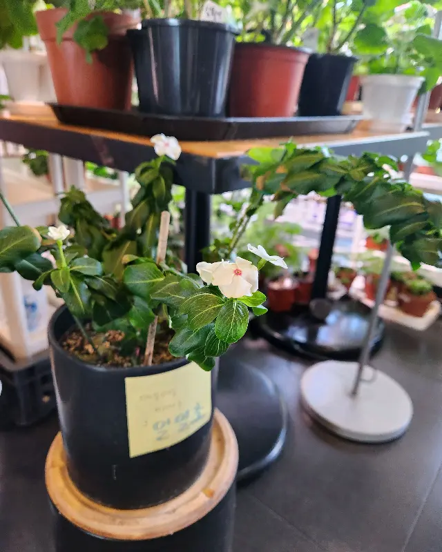 아기자기한 화분들이 놓여있는 투썸플레이스 내부