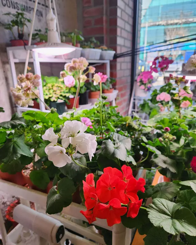 화사한 꽃들이 가득한 투썸플레이스 내부