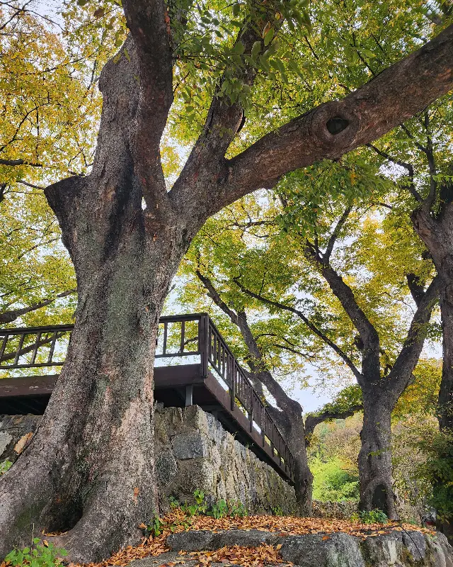 인풍정 옆 아름다운 단풍 풍경