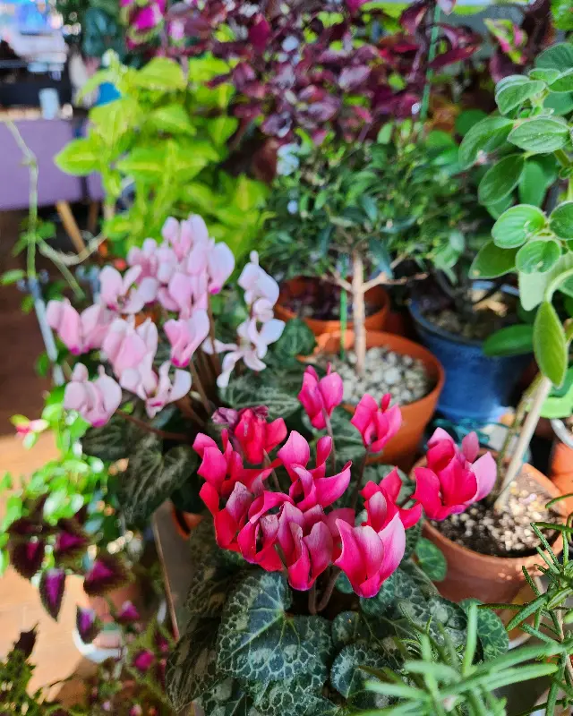 화사한 꽃과 식물로 장식된 투썸플레이스 내부