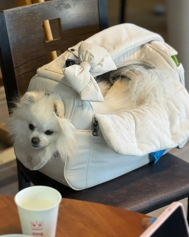 애견 동반도 가능한 맛집