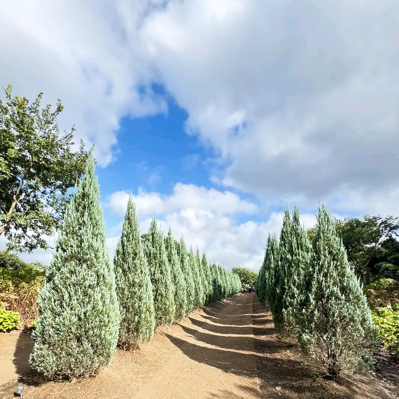 스타벅스 더제주송당파크 R점 야외 정원