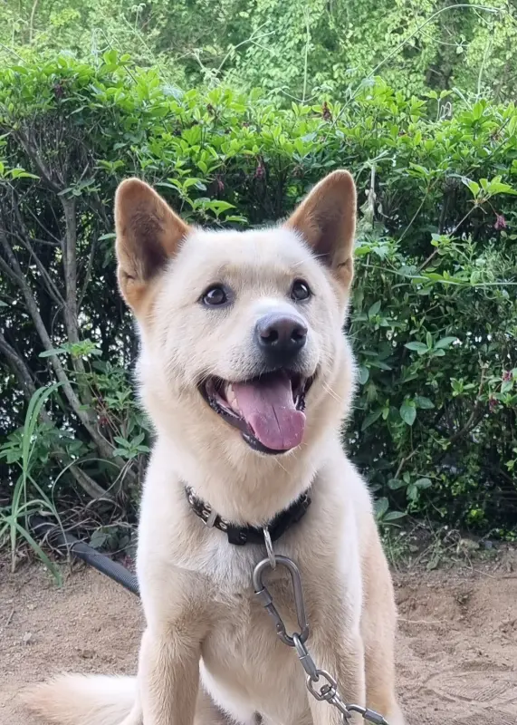 카페 올라에서 바라본 청령포 풍경