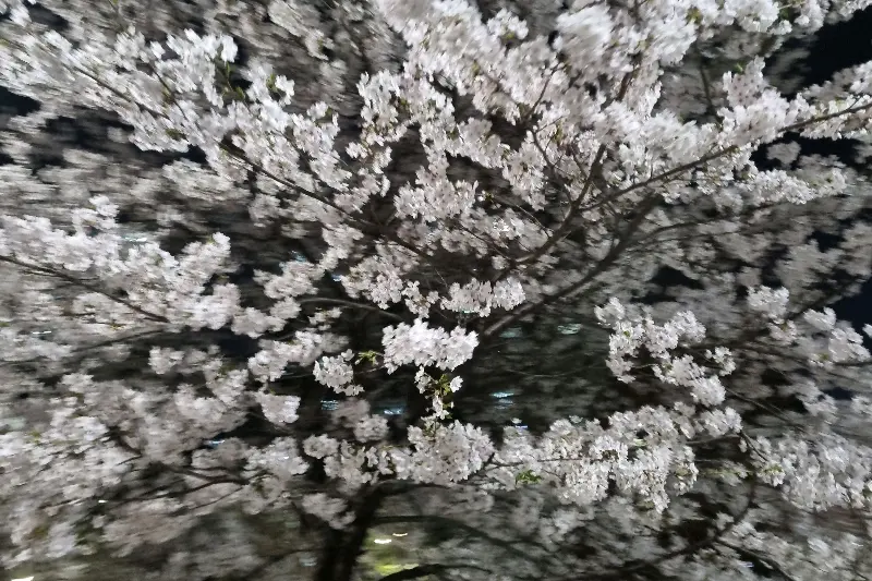 코다리 시래기 조림