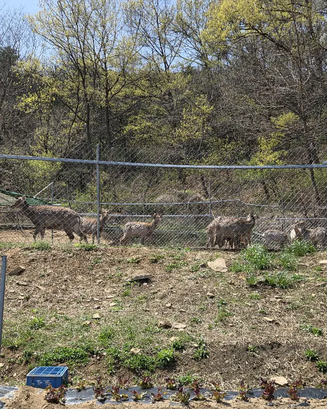 두레두부마을 옆 사슴농장