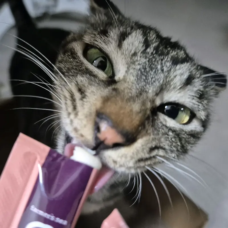 고양이가 키토츄를 맛있게 먹는 모습