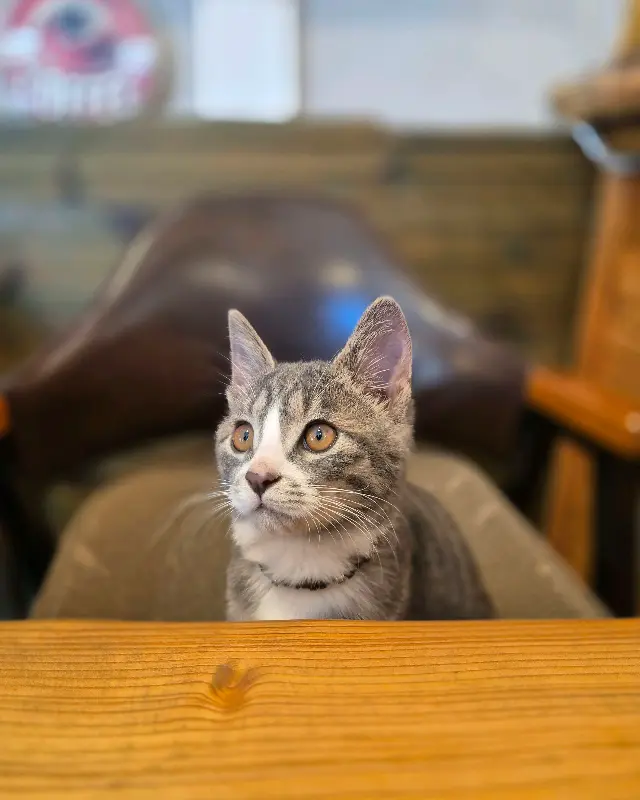 카페 고양이 아미