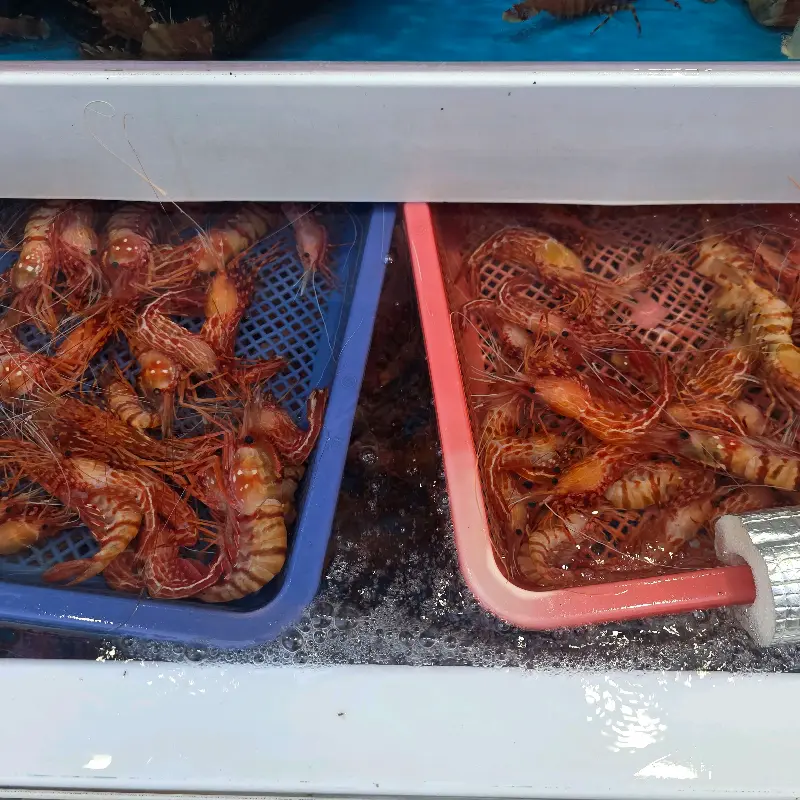 수족관 속 독도새우