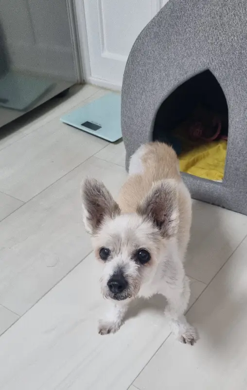 빽다방 음료 포장