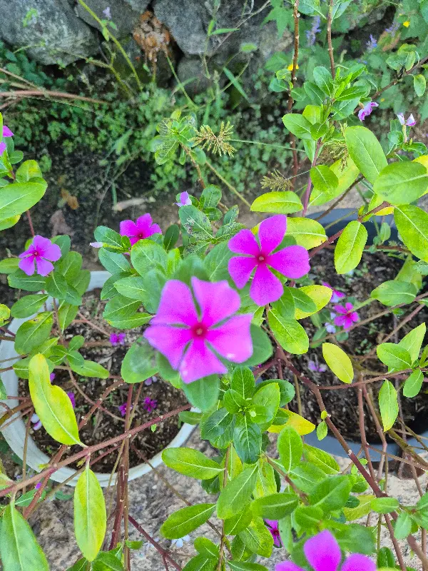 노릇노릇하게 익은 양꼬치