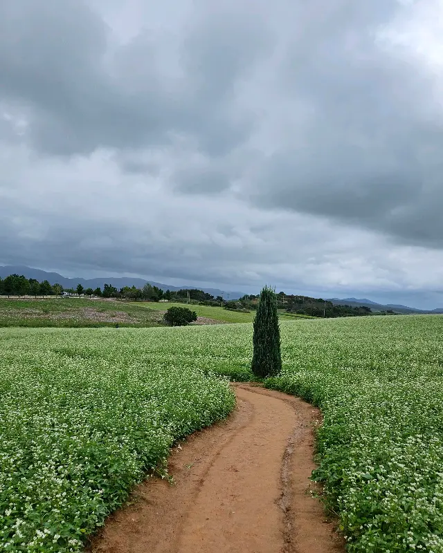구름 낀 하늘 아래 펼쳐진 메밀꽃밭