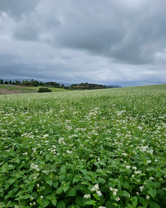 드넓은 메밀꽃밭 전경