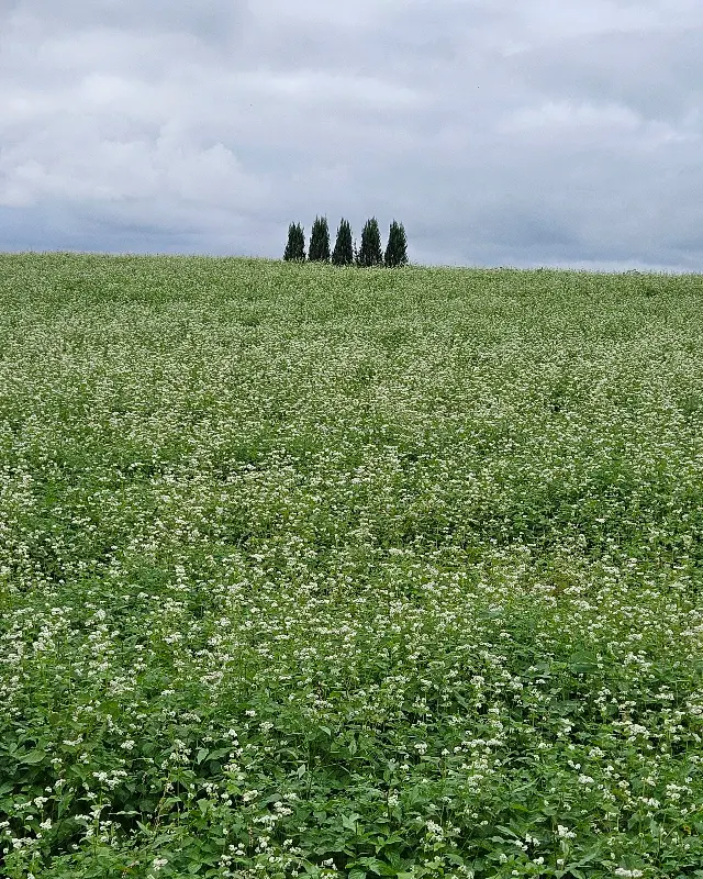 메밀꽃밭 너머 보이는 나무들