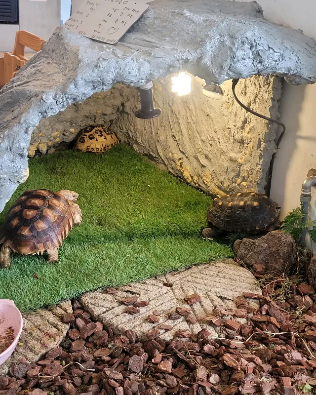 오무아무아의 거북이