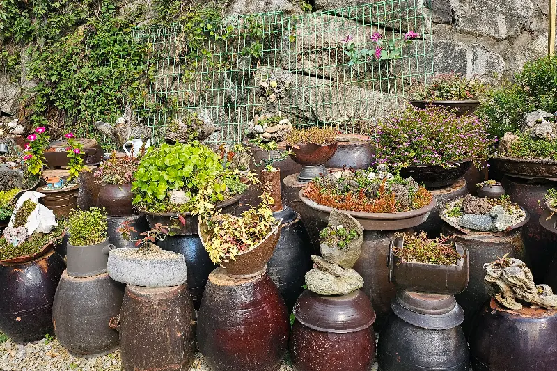 식당 외관을 장식한 아기자기한 다육이 화분들