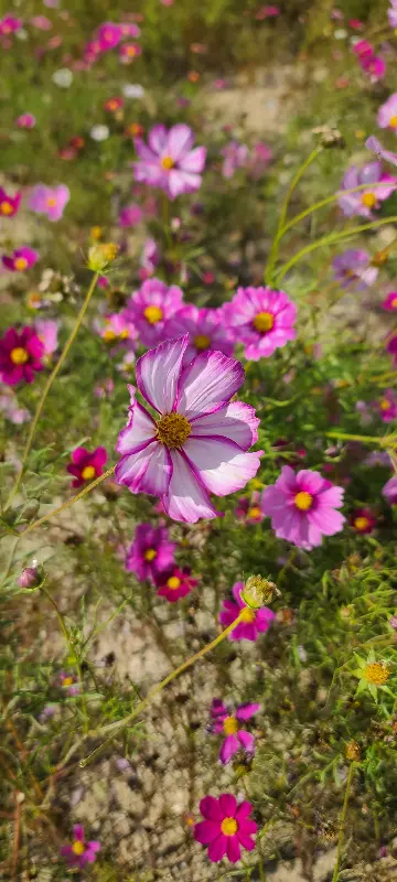 쿠우쿠우 테이블 세팅