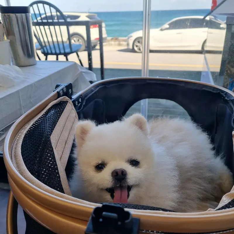 창밖 풍경을 바라보며 편안하게 쉬고 있는 강아지