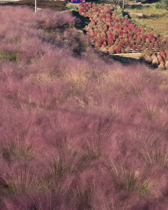 포천 핑크뮬리 밭