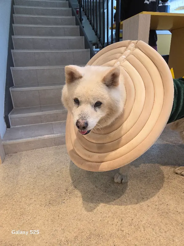 목 보호대를 착용한 귀여운 고양이