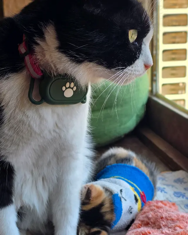 창밖을 바라보는 고양이