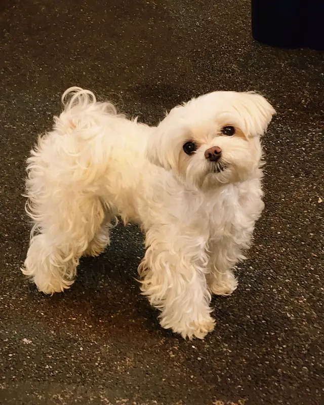 귀여운 강아지 두부