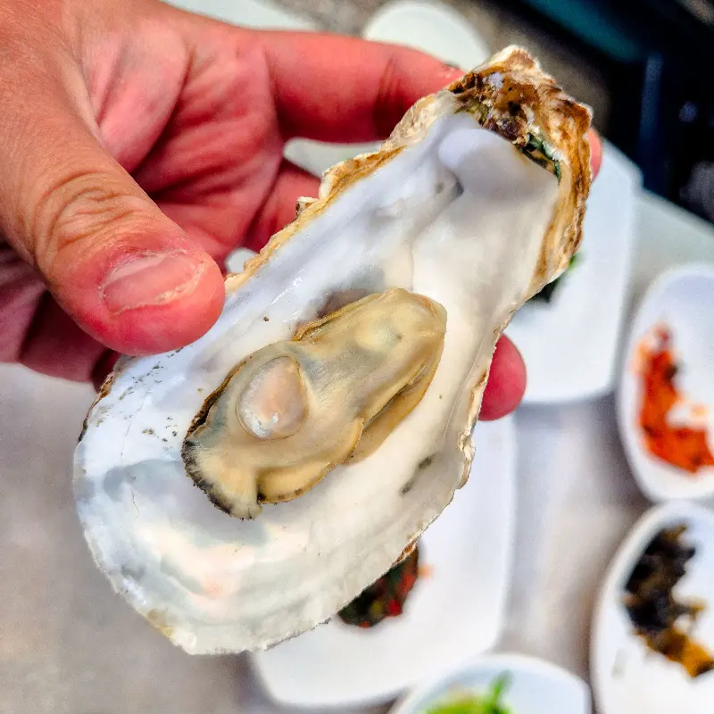 탱글탱글한 생굴의 자태