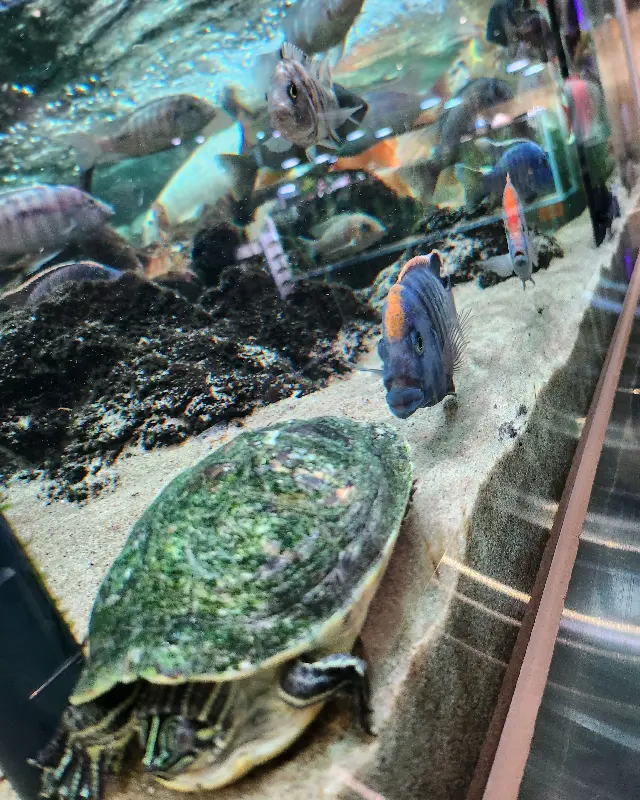 수조 안에서 유유히 헤엄치는 물고기와 거북이