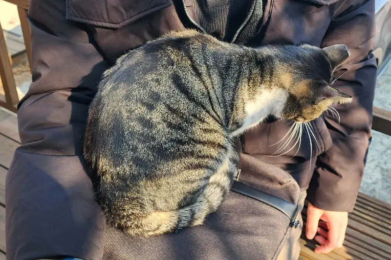 가게 마스코트 고양이