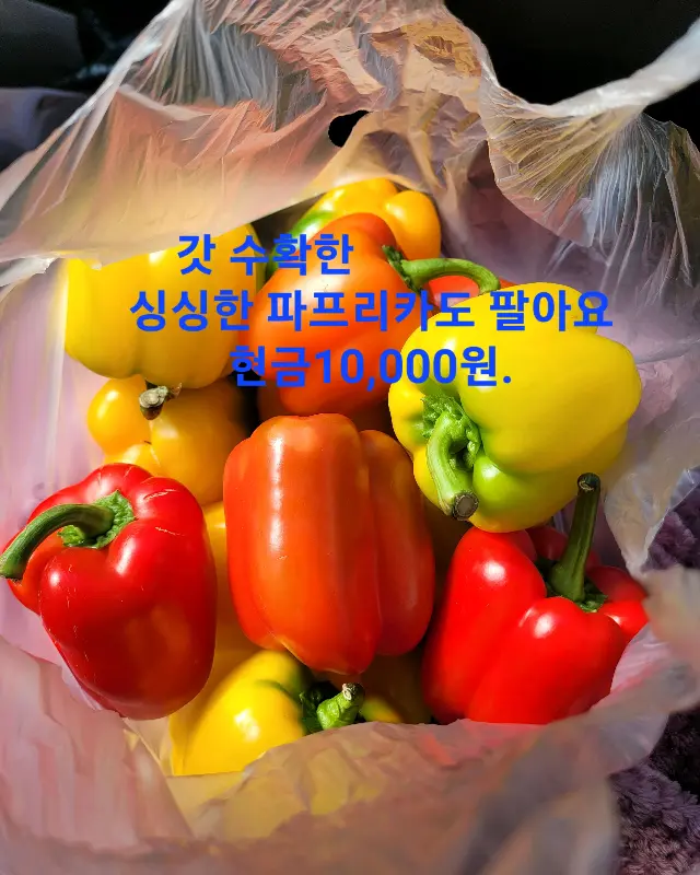 싱싱한 파프리카
