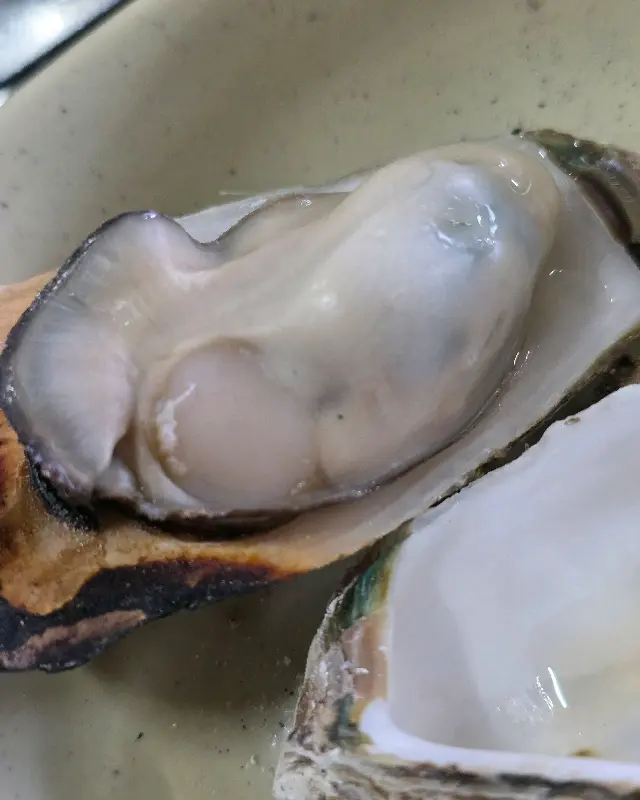 살이 통통하게 오른 굴