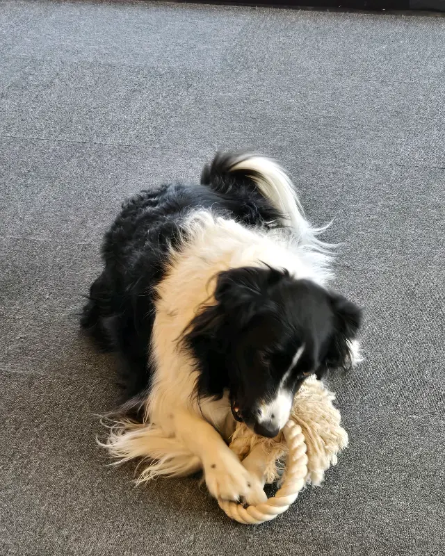 실내에서 로프 장난감을 가지고 놀고 있는 강아지 루다