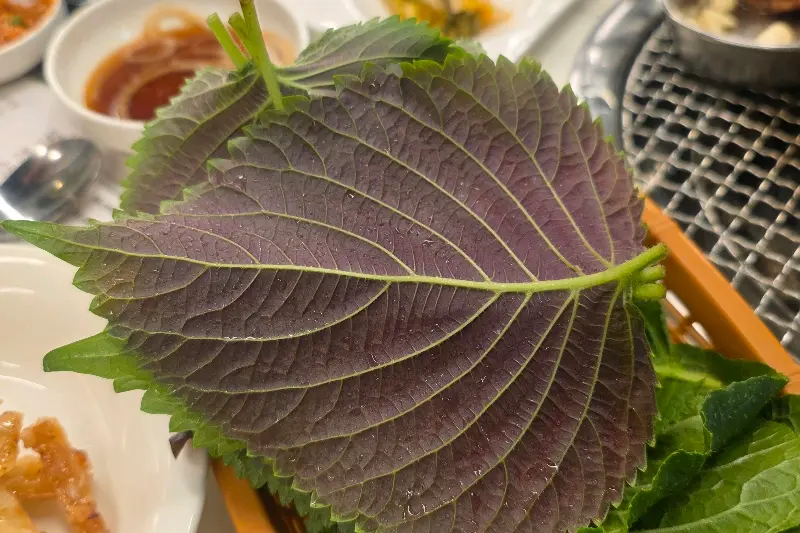 싱싱한 쌈 채소