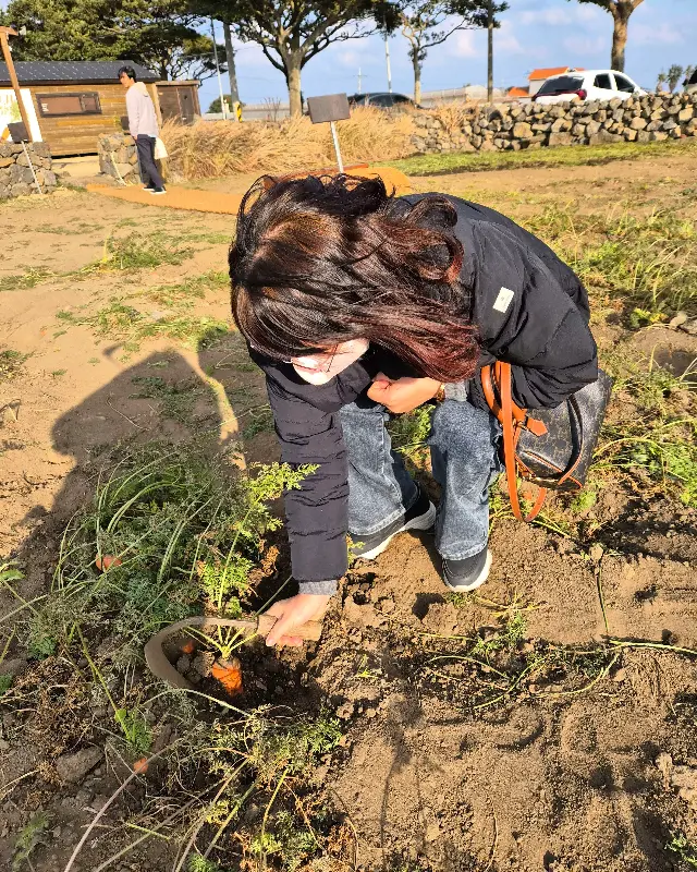 당근 캐기 체험