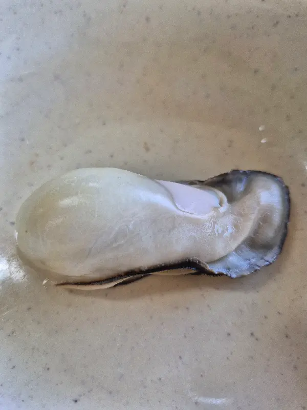 싱싱한 굴의 자태