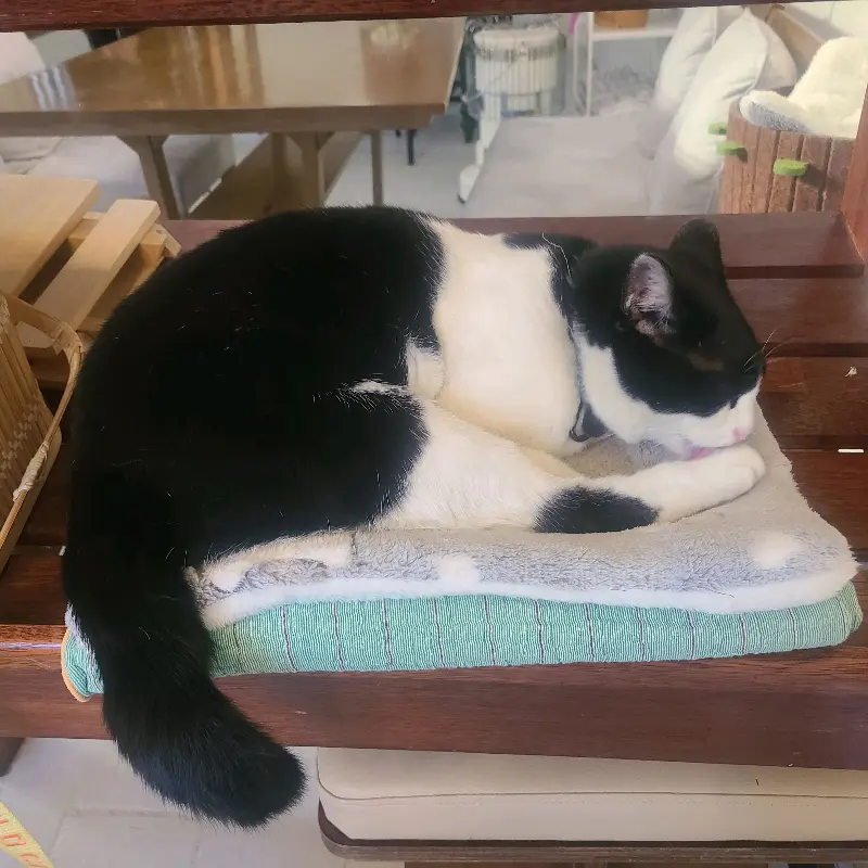 쿠션 위에서 잠든 고양이