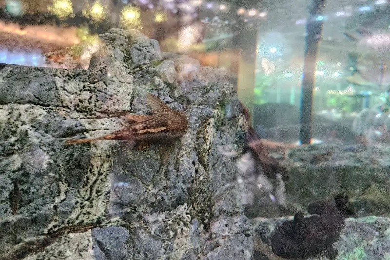 수조 앞에서 사진 찍는 사람들