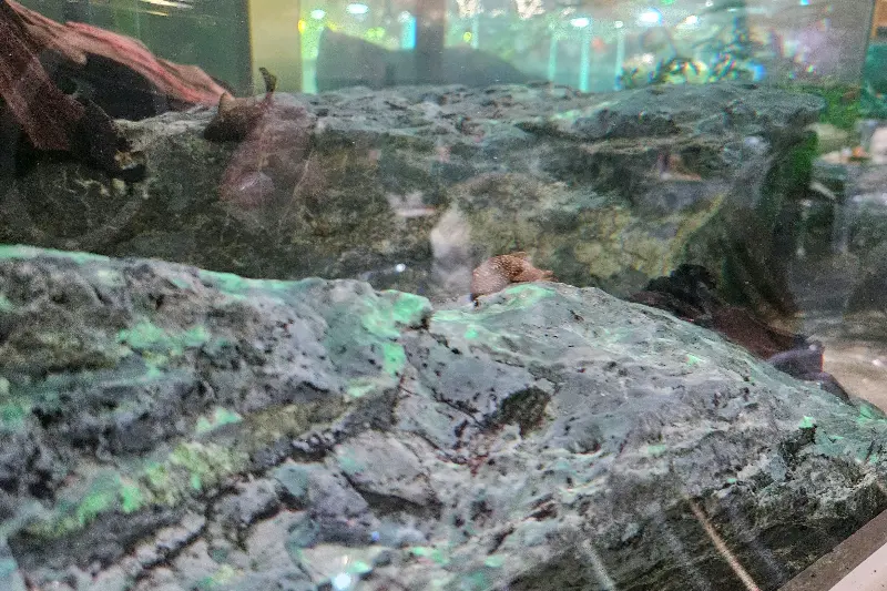 수조 속 바위와 수초