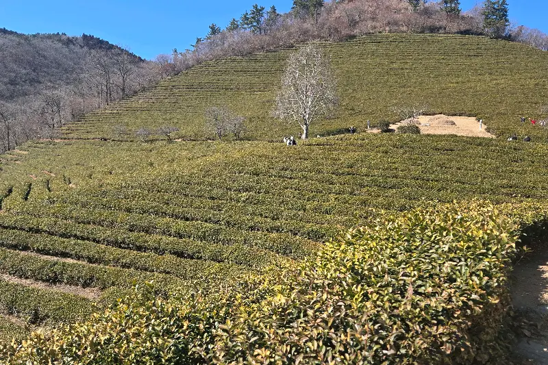 끝없이 펼쳐진 녹차밭 전경