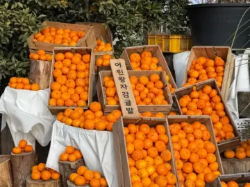야자수 그늘 아래 힐링, 서귀포 어린왕자감귤밭에서 만나는 이색적인 제주 맛집 탐험기