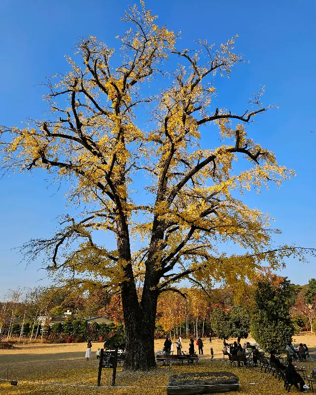 파크프리베 전경 - 440년 된 은행나무