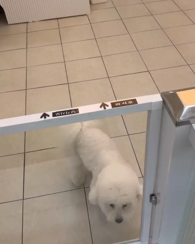 애견미용실 내부