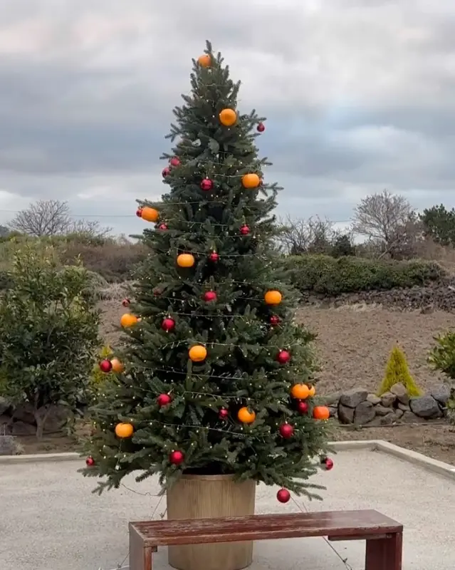 감귤 트리 - 귤과 빨간색 장식볼로 꾸며진 크리스마스 트리