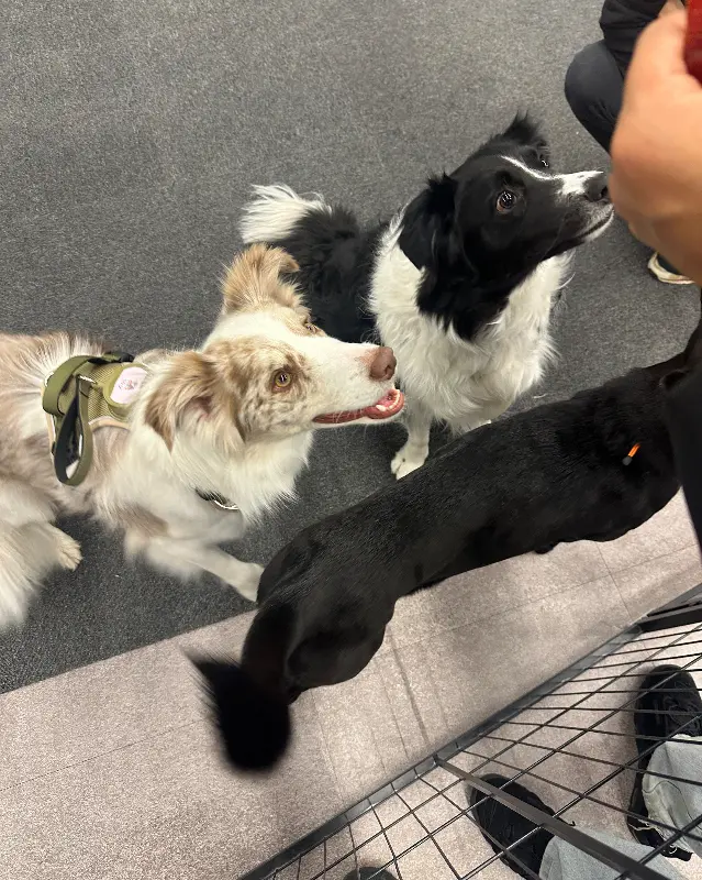 손님들에게 둘러싸여 간식을 기다리는 강아지들