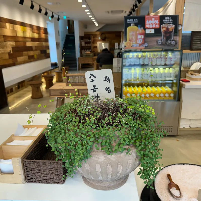 다양한 종류의 빵