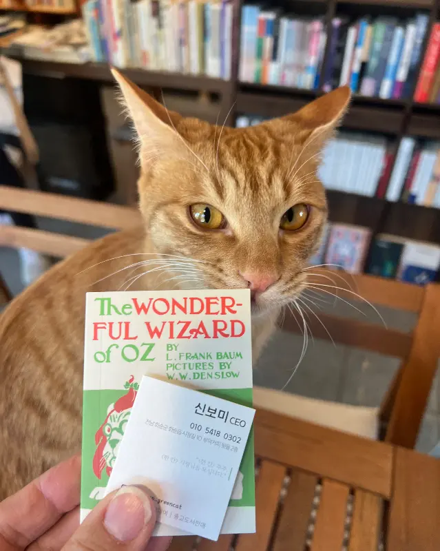 부록책방의 마스코트 고양이