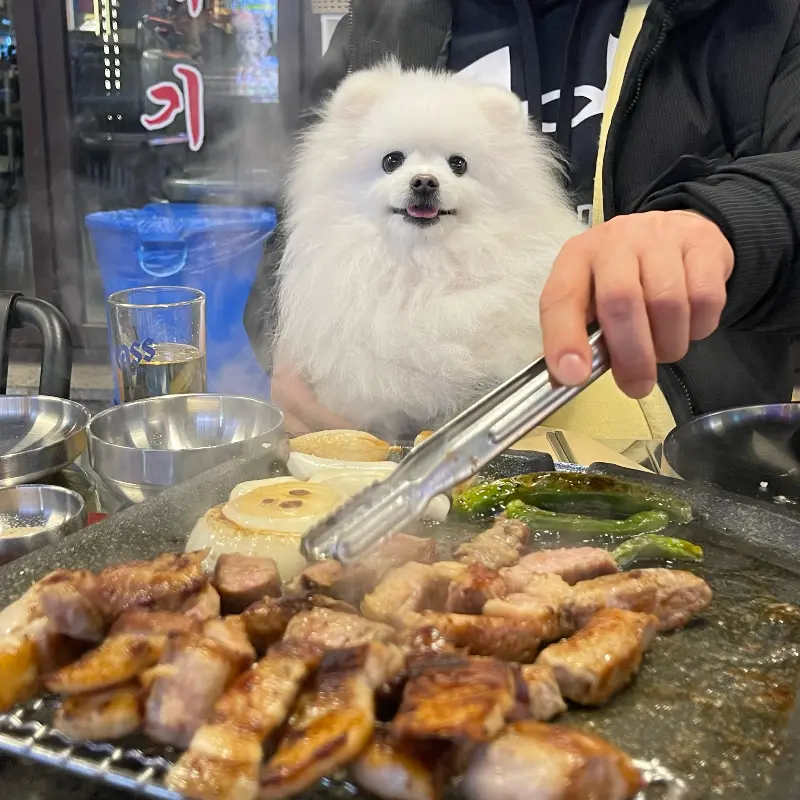 애견 동반도 가능한 곳